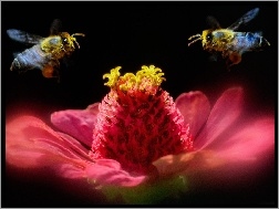 Pszczoły, Kwiatek